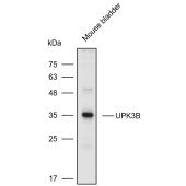 Solarbio K110591P Anti-UPK3B Polyclonal Antibody