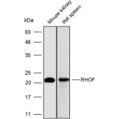 Solarbio K110534P Anti-RHOF Polyclonal Antibody