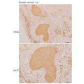 Solarbio K110551P Anti-PPIG Polyclonal Antibody