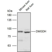 Solarbio K111300P Anti-DMGDH Polyclonal Antibody