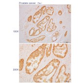 Solarbio K110550P Anti-BSG Polyclonal Antibody