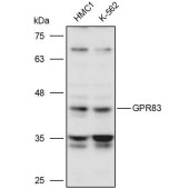 Solarbio K111275P Anti-GPR83 Polyclonal Antibody