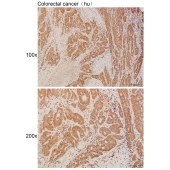 Solarbio K111934P Anti-GBA3 Polyclonal Antibody