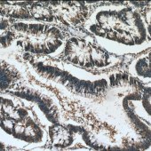 Solarbio K009933P Anti-ATG12 Polyclonal Antibody