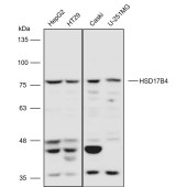 Solarbio K110832P Anti-HSD17B4 Polyclonal Antibody