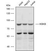 Solarbio K111088P Anti-IKBKB Polyclonal Antibody