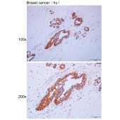 Solarbio K111679P Anti-TMSB10 Polyclonal Antibody