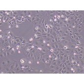 IMMOCELL IM-H092 Caco-2人结直肠腺癌细胞（STR鉴定正确）