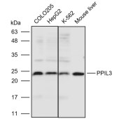 Solarbio K110957P Anti-PPIL3 Polyclonal Antibody