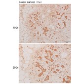 Solarbio K110917P Anti-CEP68 Polyclonal Antibody