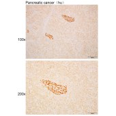 Solarbio K110535P Anti-PAM Polyclonal Antibody