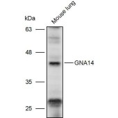 Solarbio K111265P Anti-GNA14 Polyclonal Antibody