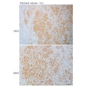 Solarbio K110590P Anti-HMCES Polyclonal Antibody