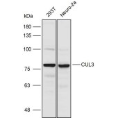 Solarbio K111487P Anti-CUL3 Polyclonal Antibody