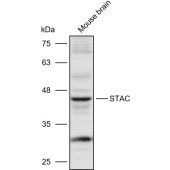Solarbio K110918P Anti-STAC Polyclonal Antibody
