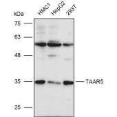Solarbio K111262P Anti-TAAR5 Polyclonal Antibody