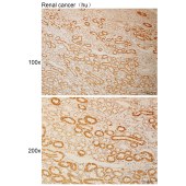 Solarbio K110981P Anti-SHMT1 Polyclonal Antibody