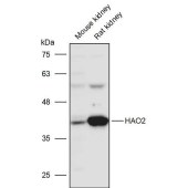 Solarbio K111420P Anti-HAO2 Polyclonal Antibody