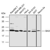 Solarbio K110973P Anti-BAX Polyclonal Antibody