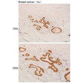 Solarbio K111941P Anti-GPR176 Polyclonal Antibody