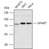 Solarbio K111008P Anti-SPART Polyclonal Antibody