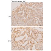 Solarbio K110910P Anti-CA8 Polyclonal Antibody