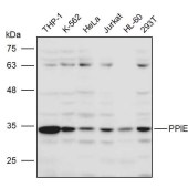 Solarbio K111248P Anti-PPIE Polyclonal Antibody