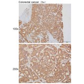 Solarbio K111618P Anti-NTS Polyclonal Antibody