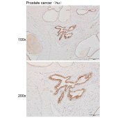 Solarbio K111263P Anti-CASP12 Polyclonal Antibody