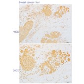 Solarbio K110585P Anti-RTP4 Polyclonal Antibody