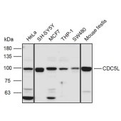 Solarbio K111129P Anti-CDC5L Polyclonal Antibody