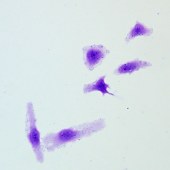 Solarbio G1065 结晶紫水溶液(0.5%)