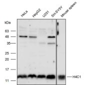 Solarbio K111723P Anti-H4C1 Polyclonal Antibody