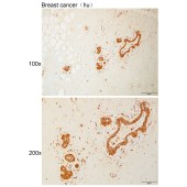 Solarbio K110914P Anti-B9D2 Polyclonal Antibody
