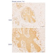 Solarbio K110549P Anti-SCYL1 Polyclonal Antibody