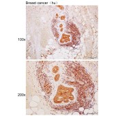 Solarbio K111699P Anti-CTSZ Polyclonal Antibody