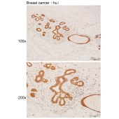 Solarbio K111933P Anti-HIST1H3A Polyclonal Antibody