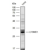 Solarbio K111663P Anti-LYSMD1 Polyclonal Antibody