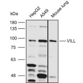 Solarbio K110950P Anti-VILL Polyclonal Antibody