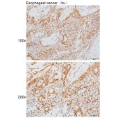 Solarbio K111622P Anti-EIF4EBP1 Polyclonal Antibody
