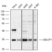 Solarbio K111968P Anti-UBLCP1 Polyclonal Antibody