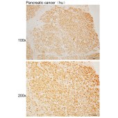 Solarbio K110538P Anti-RFESD Polyclonal Antibody