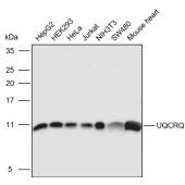Solarbio K110924P Anti-UQCRQ Polyclonal Antibody
