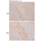 Solarbio K111129P Anti-CDC5L Polyclonal Antibody