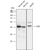 Solarbio K111794P Anti-HGD Polyclonal Antibody