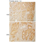 Solarbio K111028P Anti-NR2E3 Polyclonal Antibody