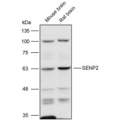 Solarbio K111456P Anti-SENP2 Polyclonal Antibody