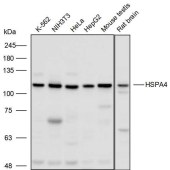 Solarbio K110529P Anti-HSPA4 Polyclonal Antibody