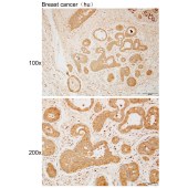 Solarbio K111976P Anti-CHRM5 Polyclonal Antibody
