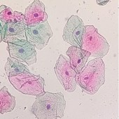 Solarbio G1610 巴氏染色试剂盒(EA50)
